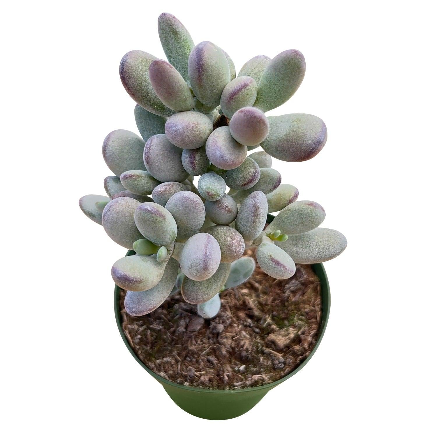 Cotyledon Assorted - View 14 from www redcrocus com