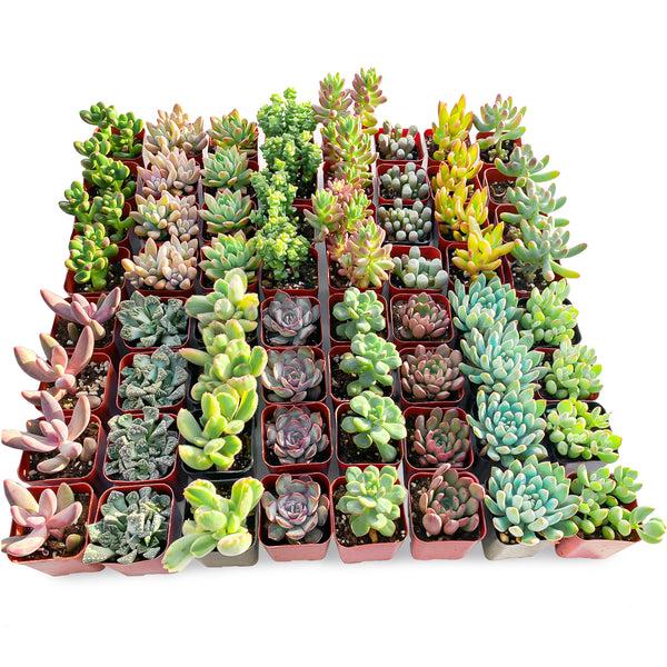 Cotyledon Assorted - View 15 from www redcrocus com