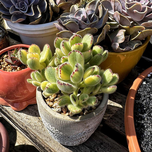 Cotyledon Assorted - View 1 from www redcrocus com