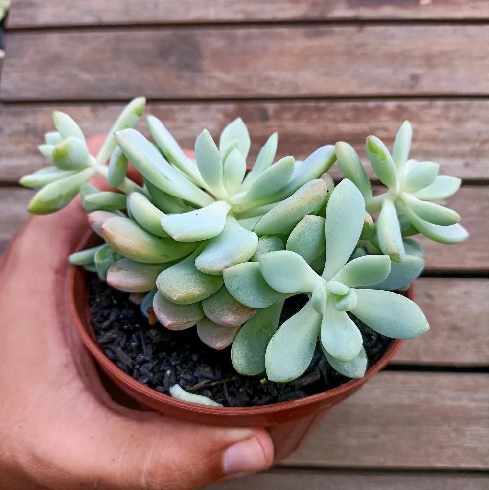 Sedum Aurora Blue - View 10 from www redcrocus com