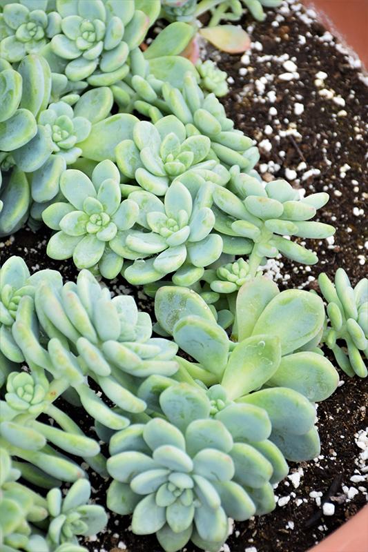 Sedum Aurora Blue - View 11 from www redcrocus com