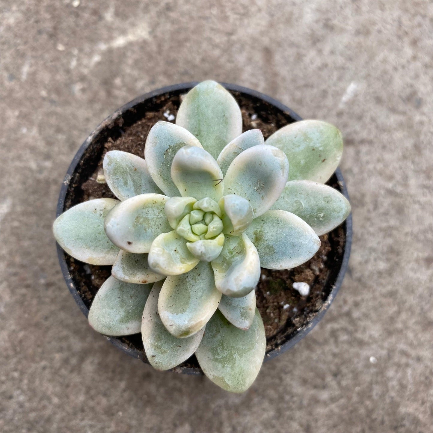 Sedum Aurora Blue - View 15 from www redcrocus com