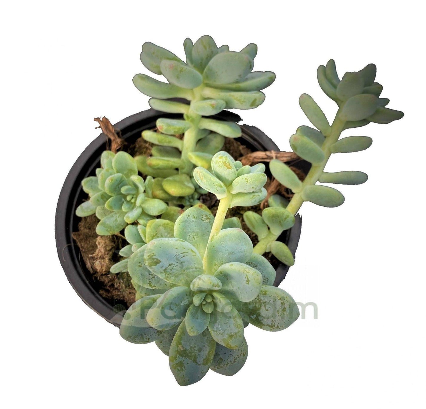 Sedum Aurora Blue - View 17 from www redcrocus com