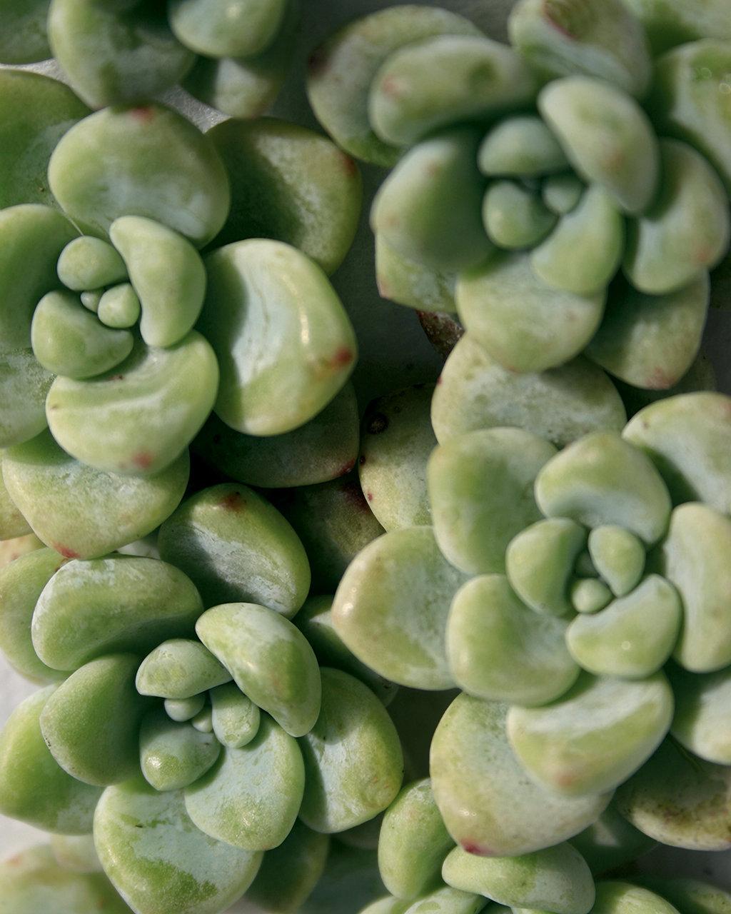 Sedum Aurora Blue - View 1 from www redcrocus com