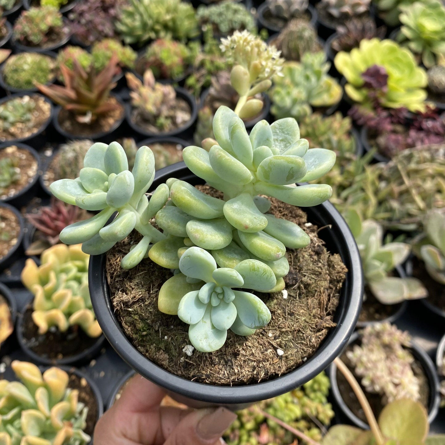 Sedum Aurora Blue - View 5 from www redcrocus com