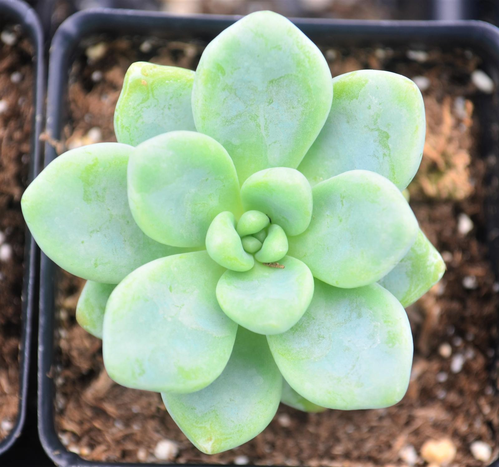 Sedum Aurora Blue - View 6 from www redcrocus com