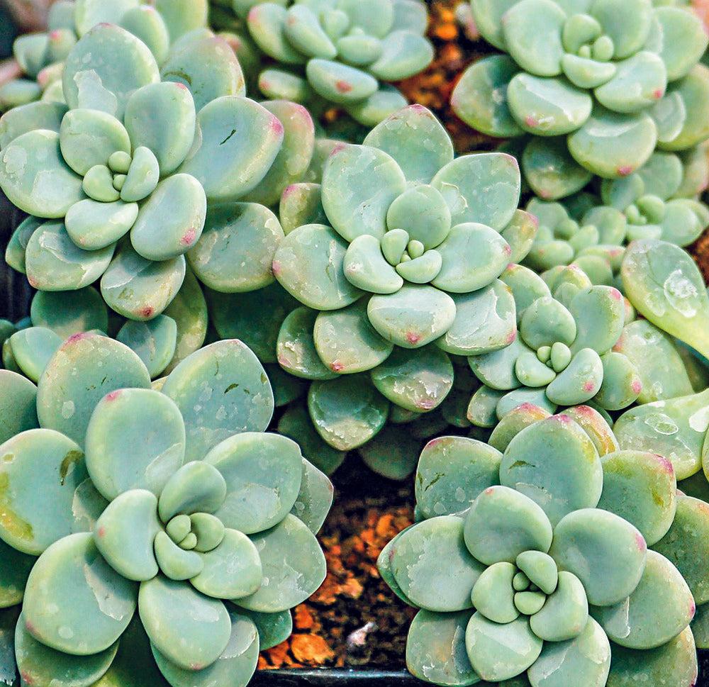 Sedum Aurora Blue - View 7 from www redcrocus com