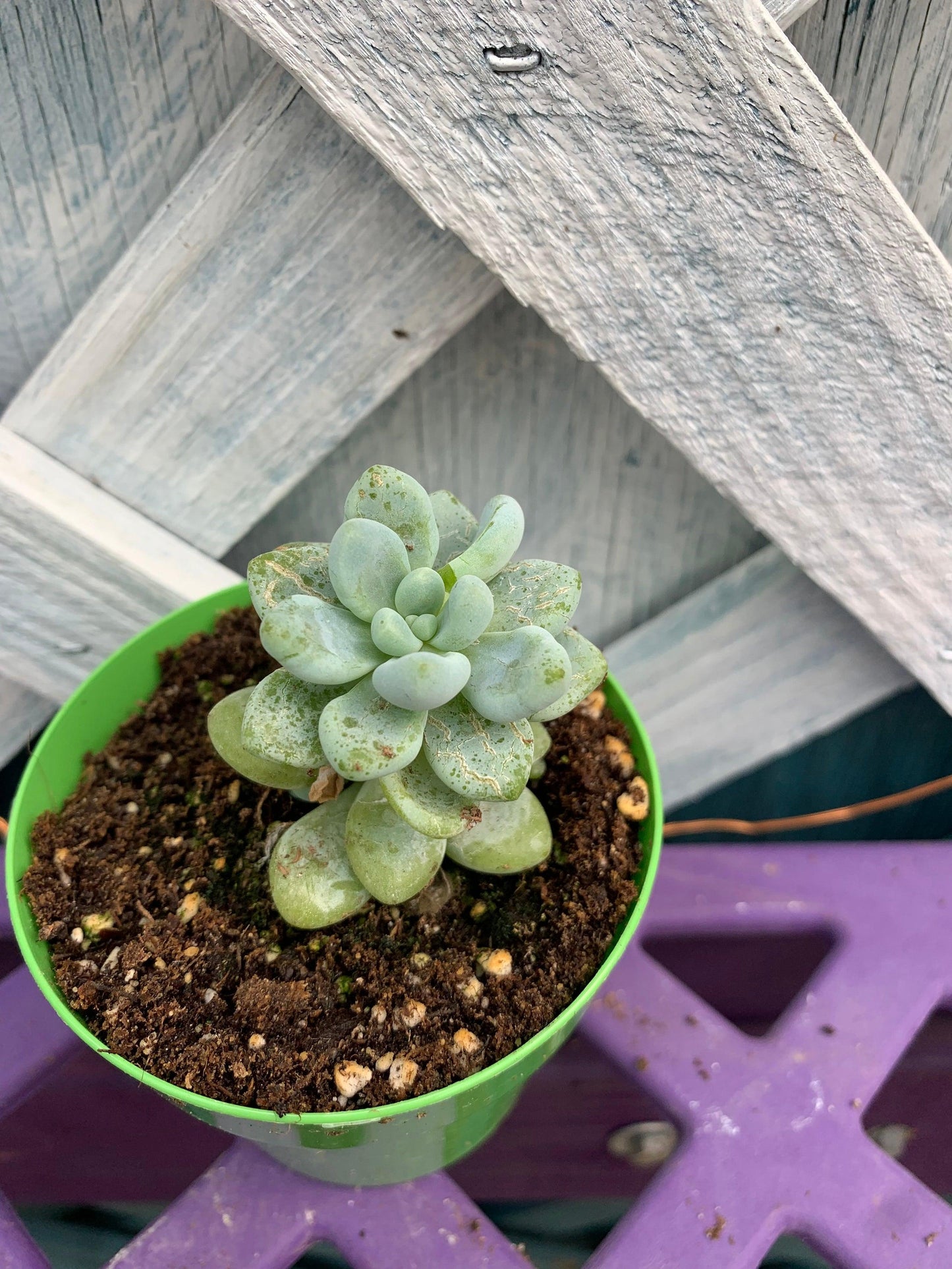 Sedum Aurora Blue - View 9 from www redcrocus com