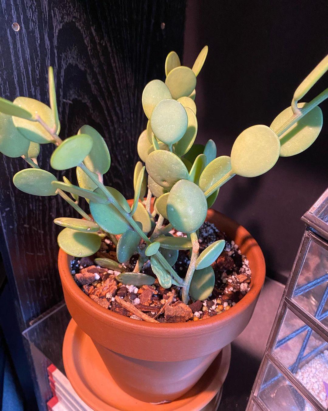 Xerosicyos Danguyi Silver Dollar Vine - View 10 from www redcrocus com