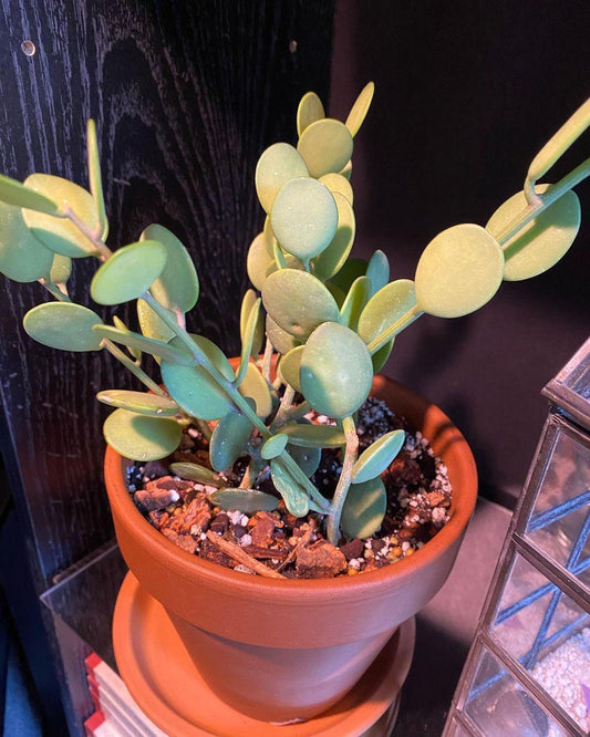 Xerosicyos Danguyi Silver Dollar Vine - View 10 from www redcrocus com