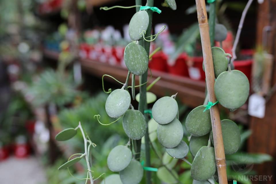 Xerosicyos Danguyi Silver Dollar Vine - View 13 from www redcrocus com