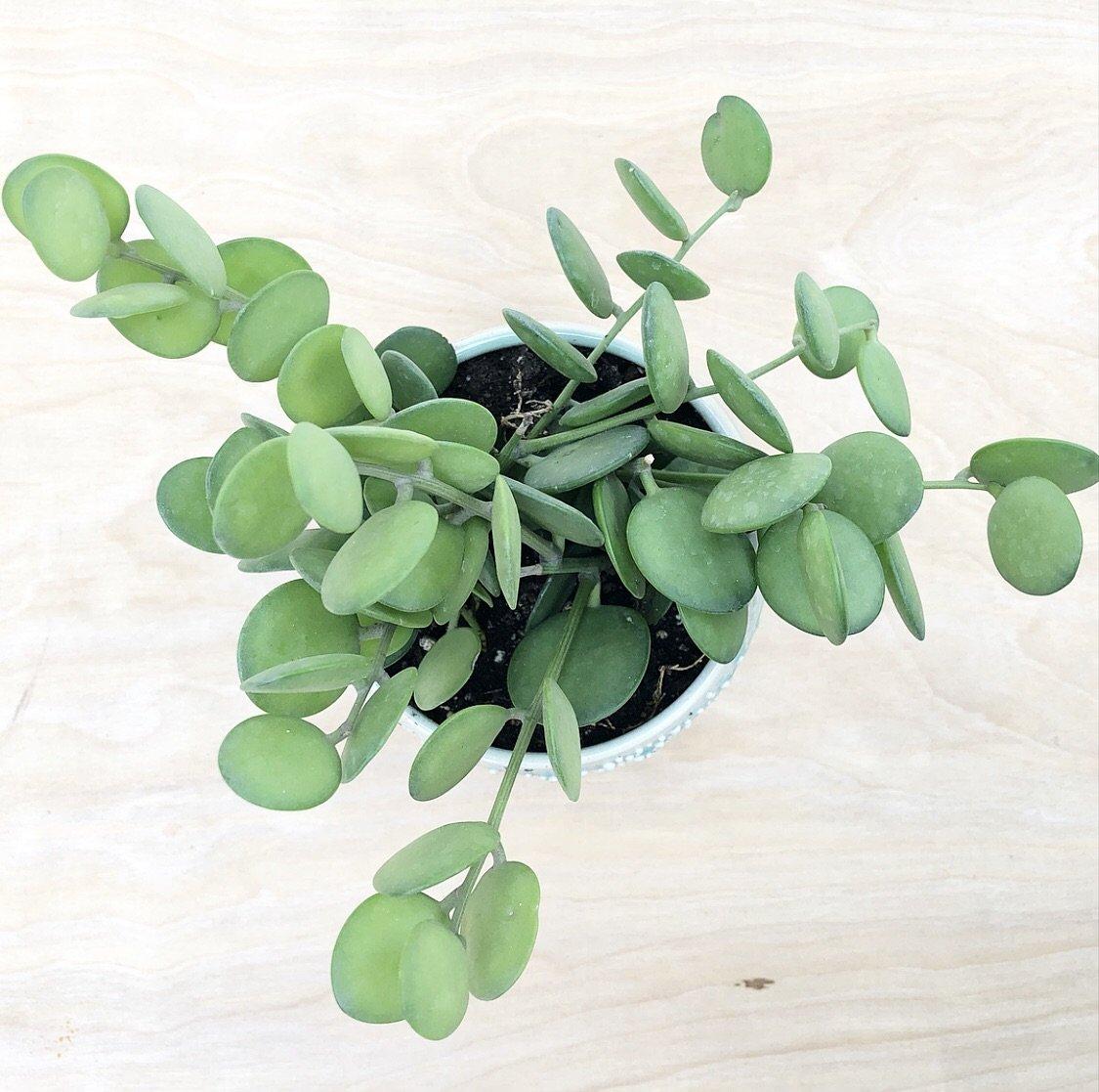 Xerosicyos Danguyi Silver Dollar Vine - View 15 from www redcrocus com