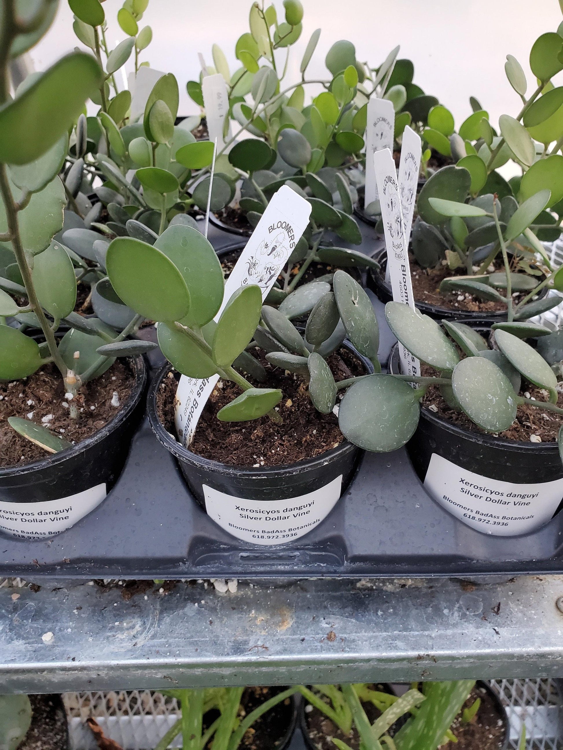 Xerosicyos Danguyi Silver Dollar Vine - View 18 from www redcrocus com