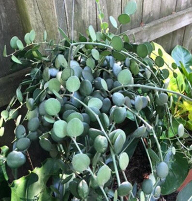 Xerosicyos Danguyi Silver Dollar Vine - View 19 from www redcrocus com