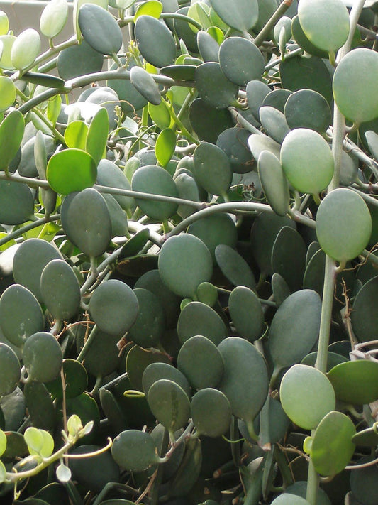 Xerosicyos Danguyi Silver Dollar Vine - View 1 from www redcrocus com