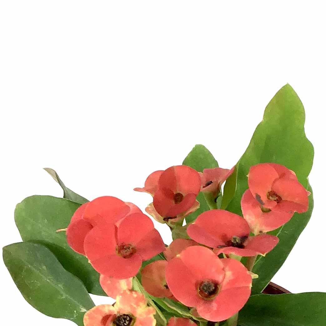 Euphorbia, Assorted - View 17 from www redcrocus com