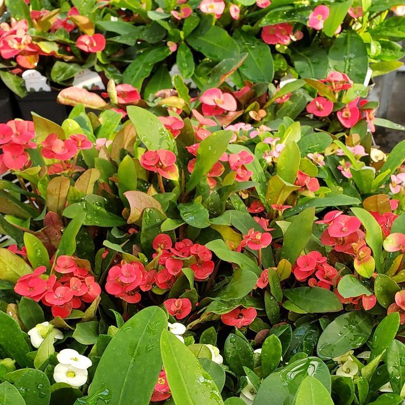 Euphorbia Assorted - View 13 from www redcrocus com