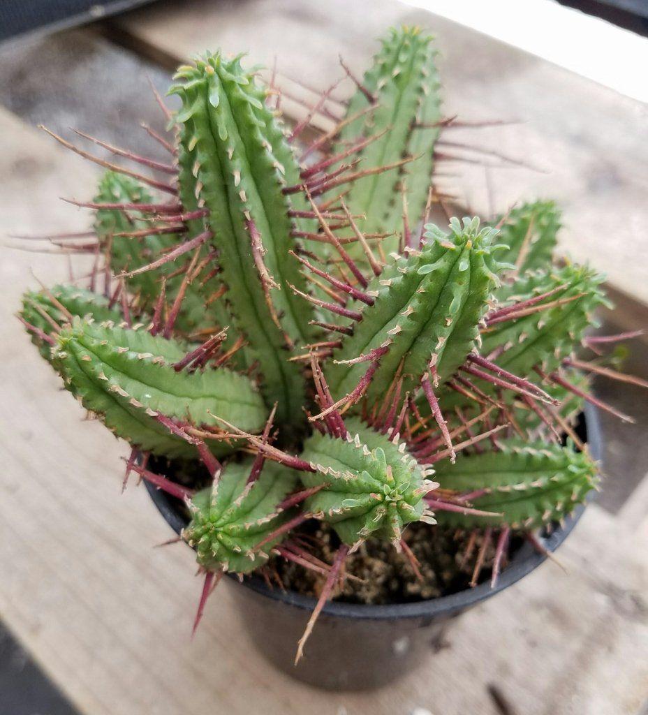 Euphorbia Assorted - View 5 from www redcrocus com