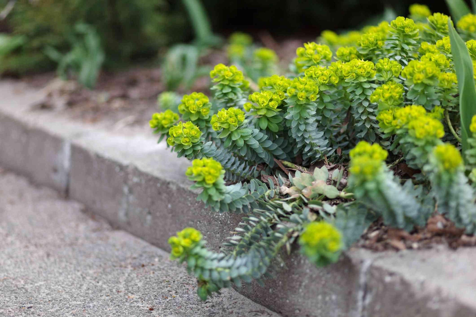 Euphorbia Assorted - View 9 from www redcrocus com