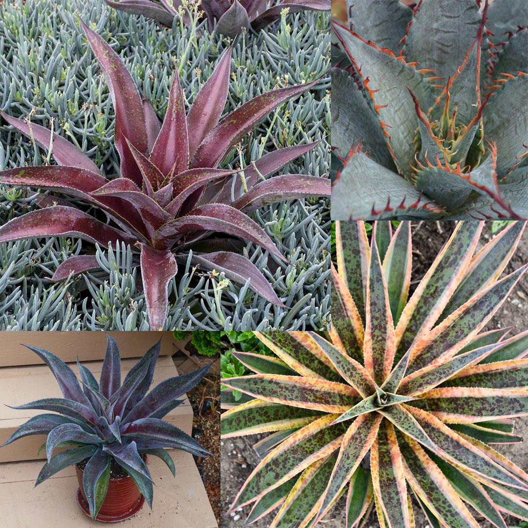 Mangave, Assorted - View 18 from www redcrocus com