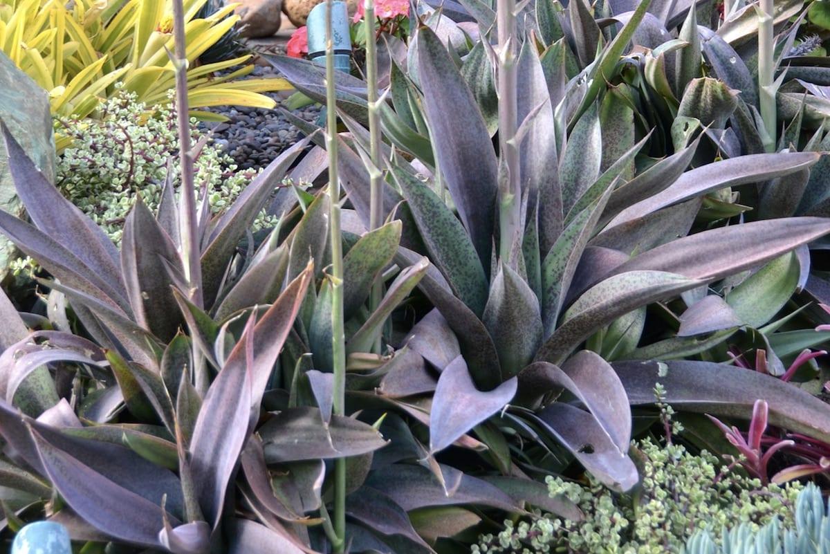 Mangave, Assorted - View 4 from www redcrocus com