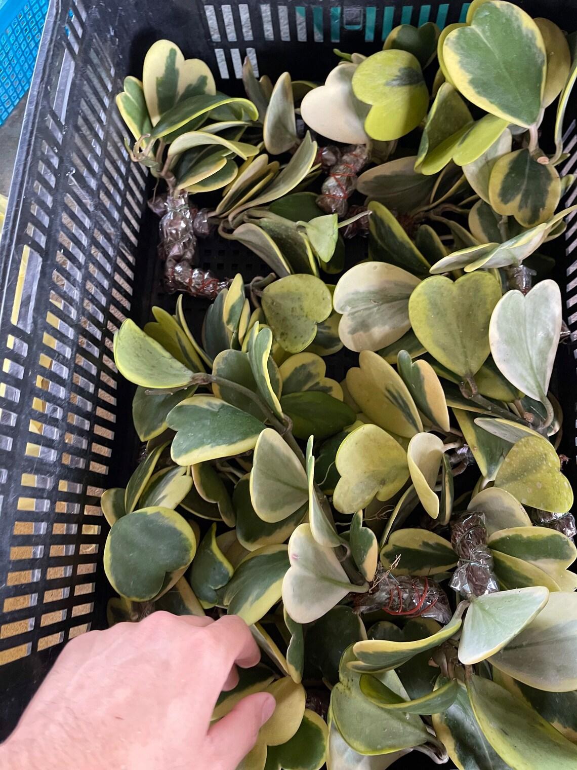 Hoya Kerrii Variegated - View 10 from www redcrocus com
