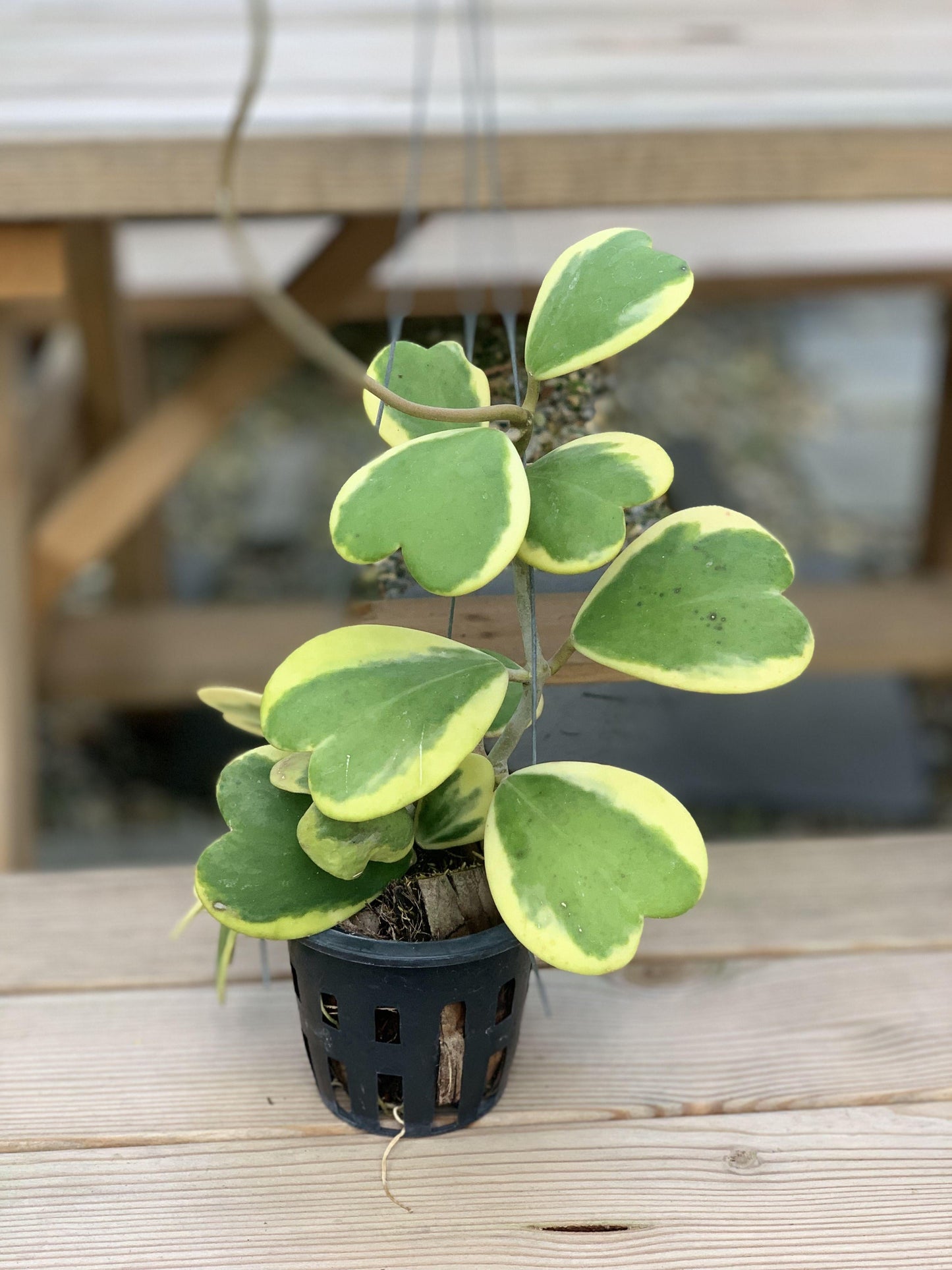Hoya Kerrii Variegated - View 11 from www redcrocus com