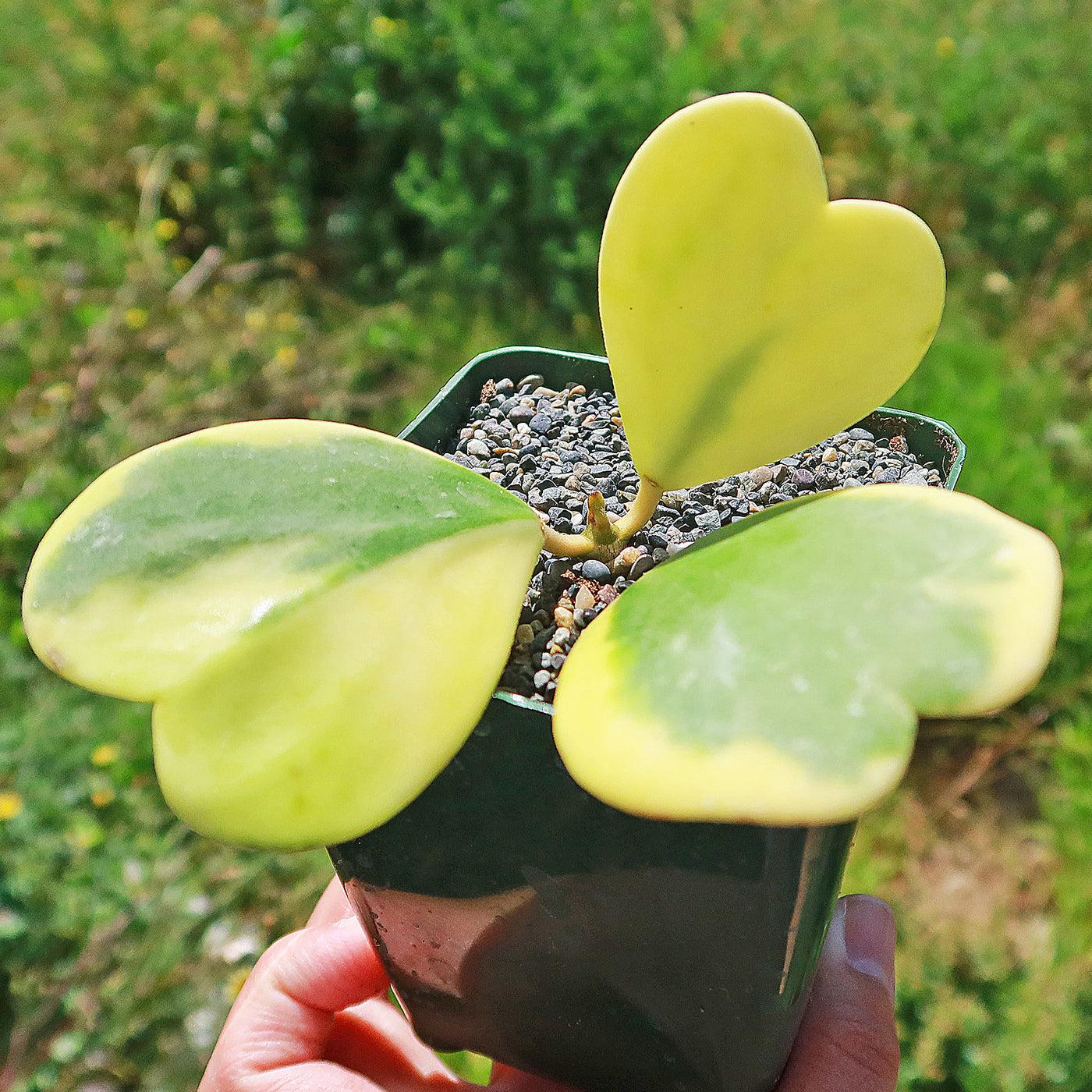 Hoya Kerrii Variegated - View 12 from www redcrocus com