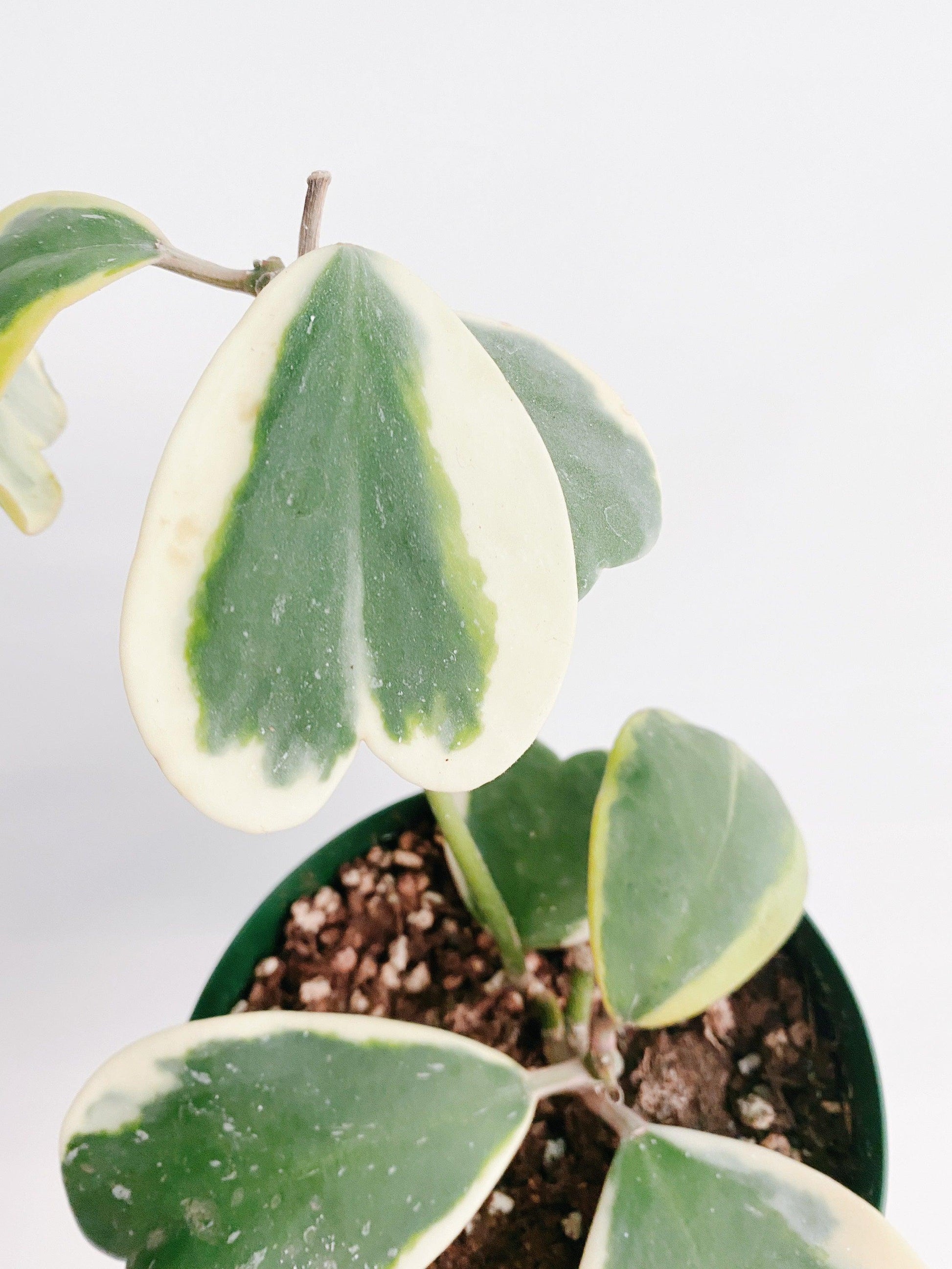 Hoya Kerrii Variegated - View 13 from www redcrocus com