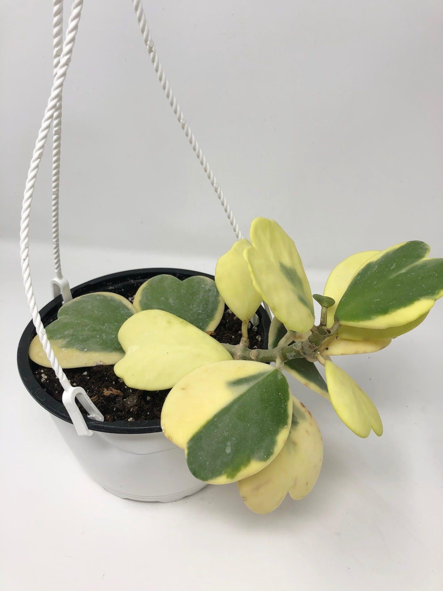 Hoya Kerrii Variegated - View 15 from www redcrocus com