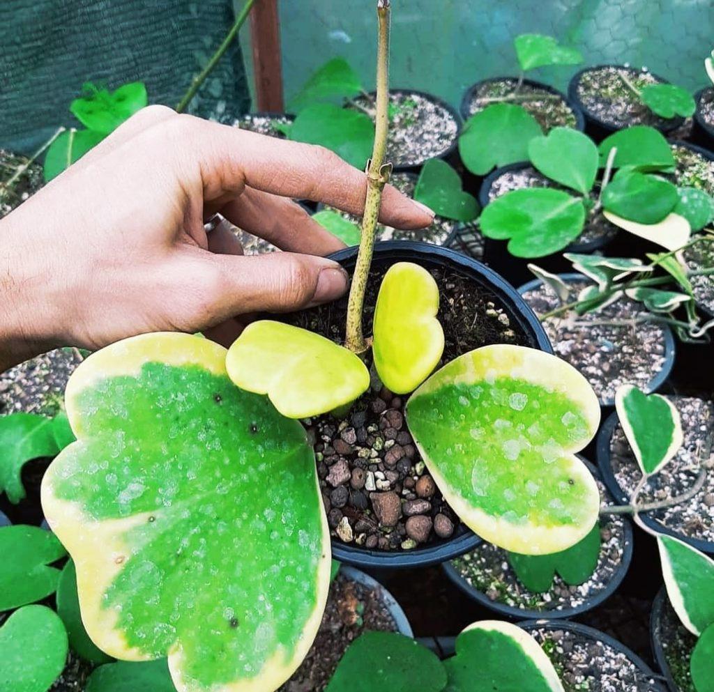 Hoya Kerrii Variegated - View 16 from www redcrocus com