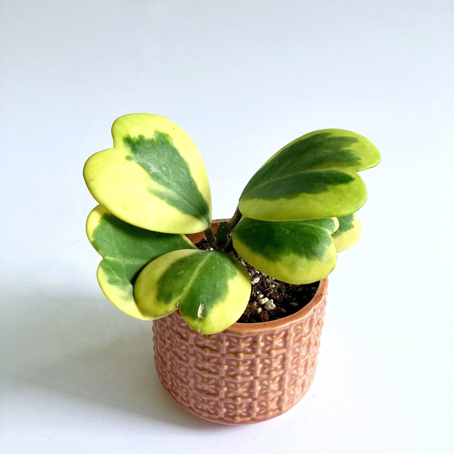Hoya Kerrii Variegated - View 17 from www redcrocus com