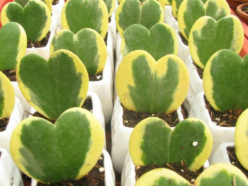 Hoya Kerrii Variegated - View 18 from www redcrocus com