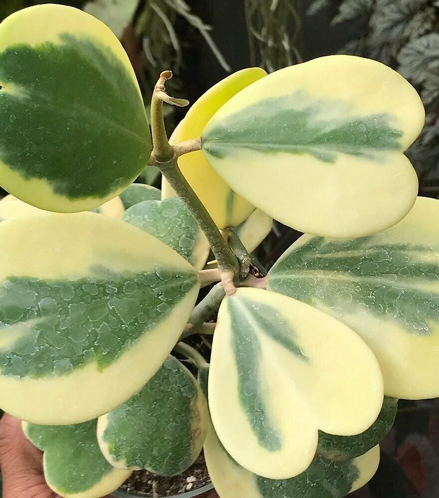 Hoya Kerrii Variegated - View 1 from www redcrocus com