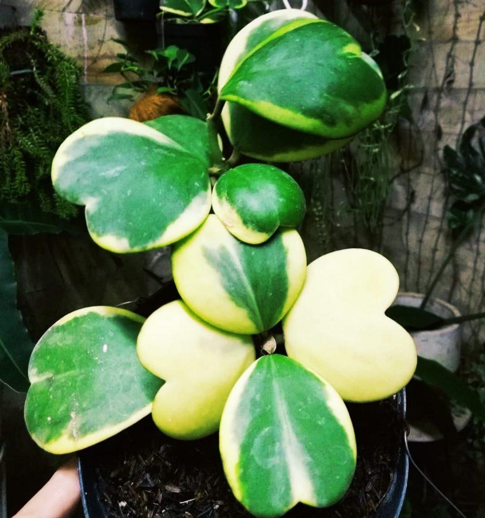Hoya Kerrii Variegated - View 2 from www redcrocus com