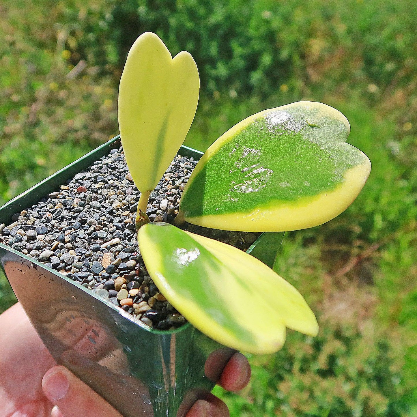 Hoya Kerrii Variegated - View 4 from www redcrocus com