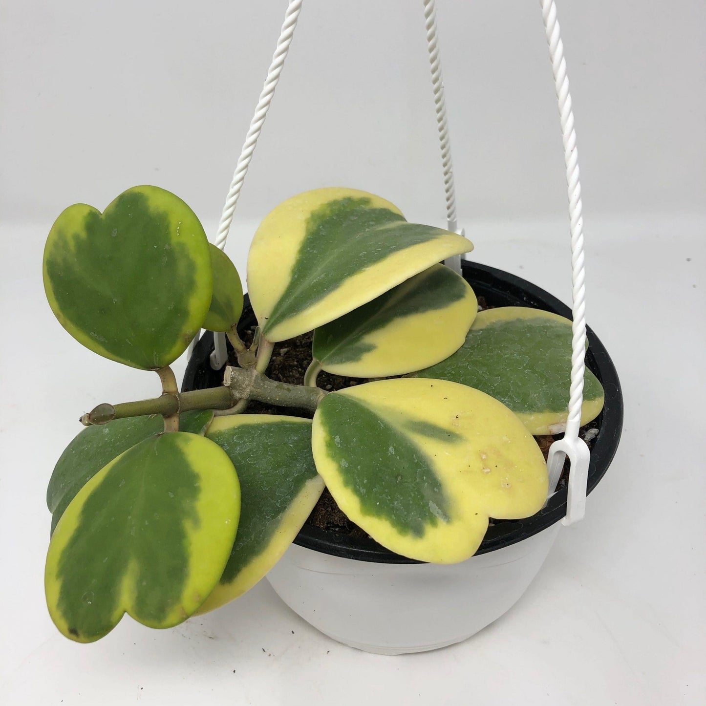 Hoya Kerrii Variegated - View 6 from www redcrocus com