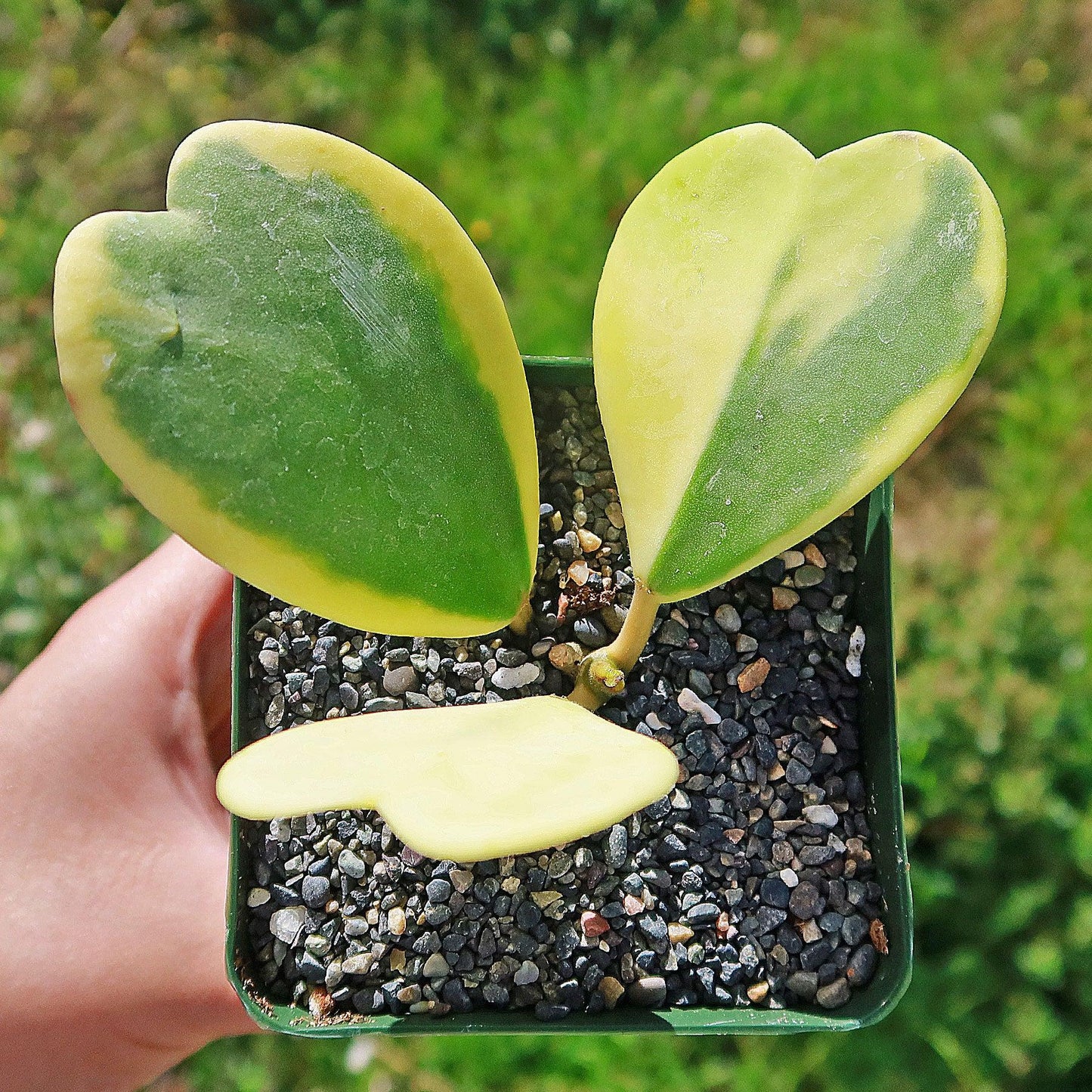Hoya Kerrii Variegated - View 7 from www redcrocus com