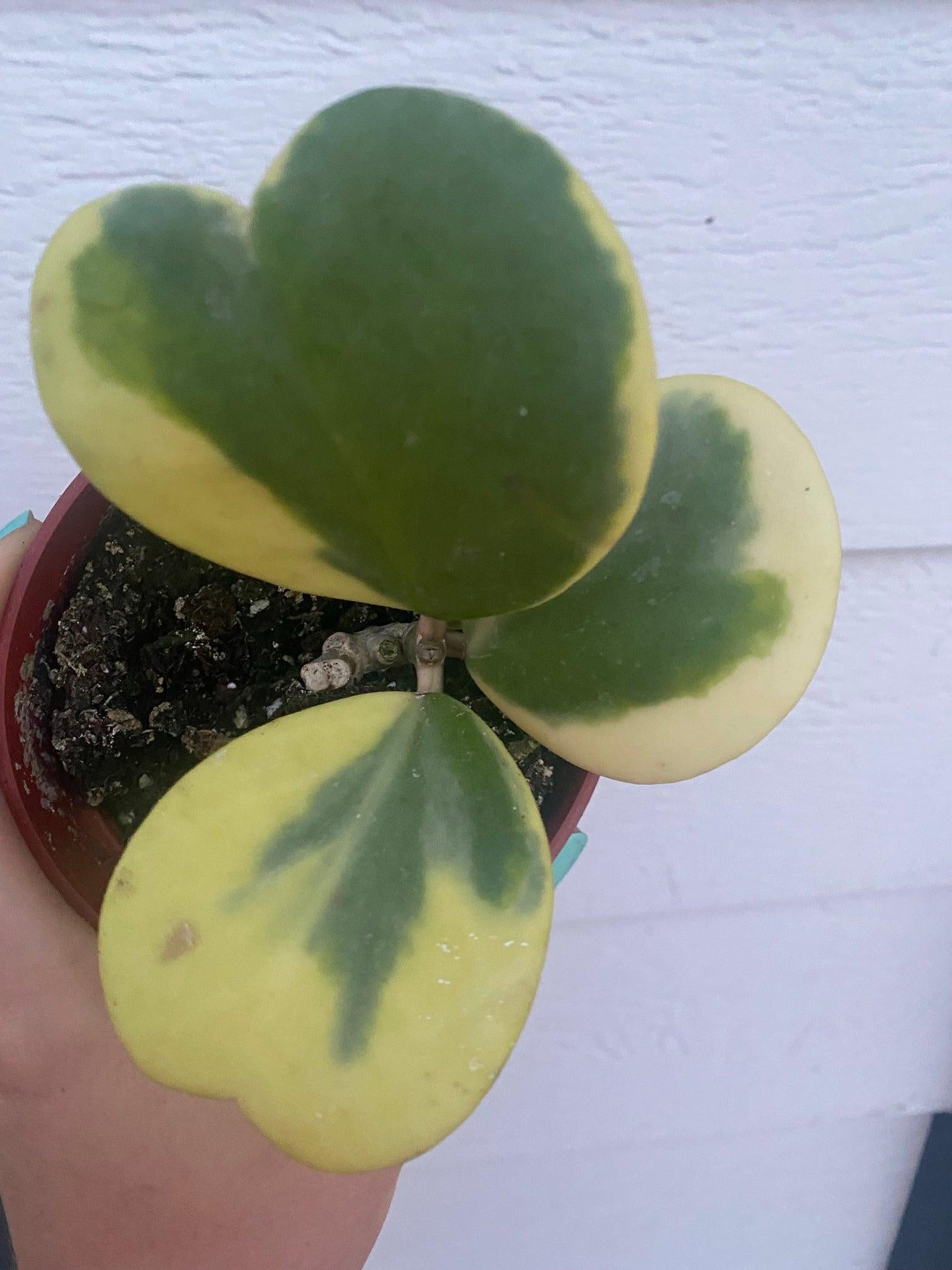 Hoya Kerrii Variegated - View 9 from www redcrocus com