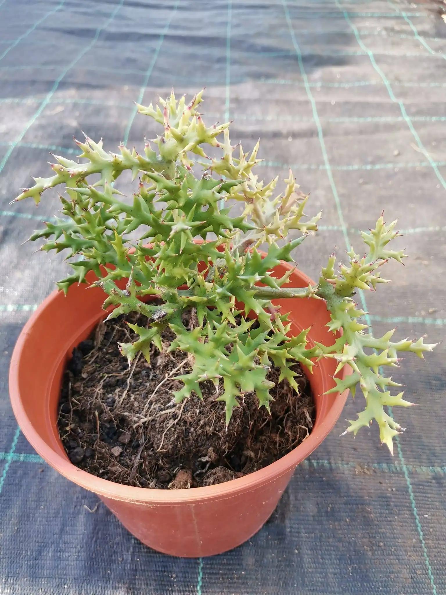 Euphorbia Stenoclada - View 11 from www redcrocus com
