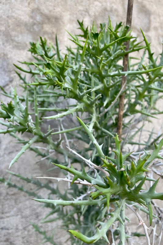 Euphorbia Stenoclada - View 14 from www redcrocus com