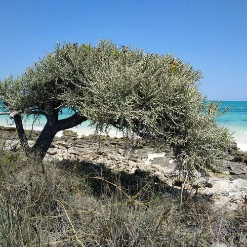 Euphorbia Stenoclada - View 15 from www redcrocus com