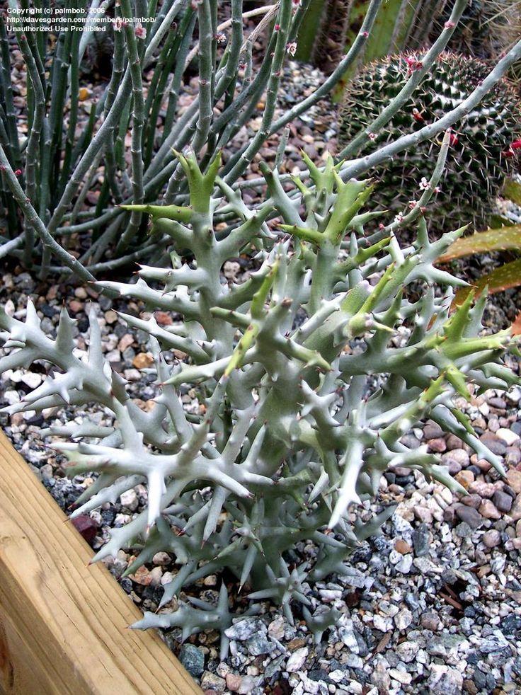 Euphorbia Stenoclada - View 16 from www redcrocus com