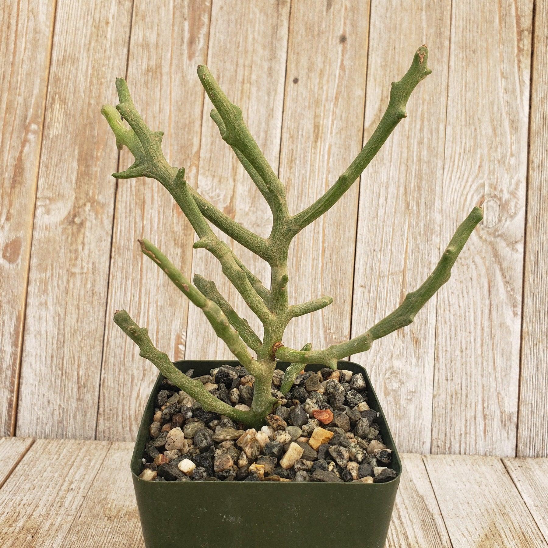 Euphorbia Stenoclada - View 17 from www redcrocus com