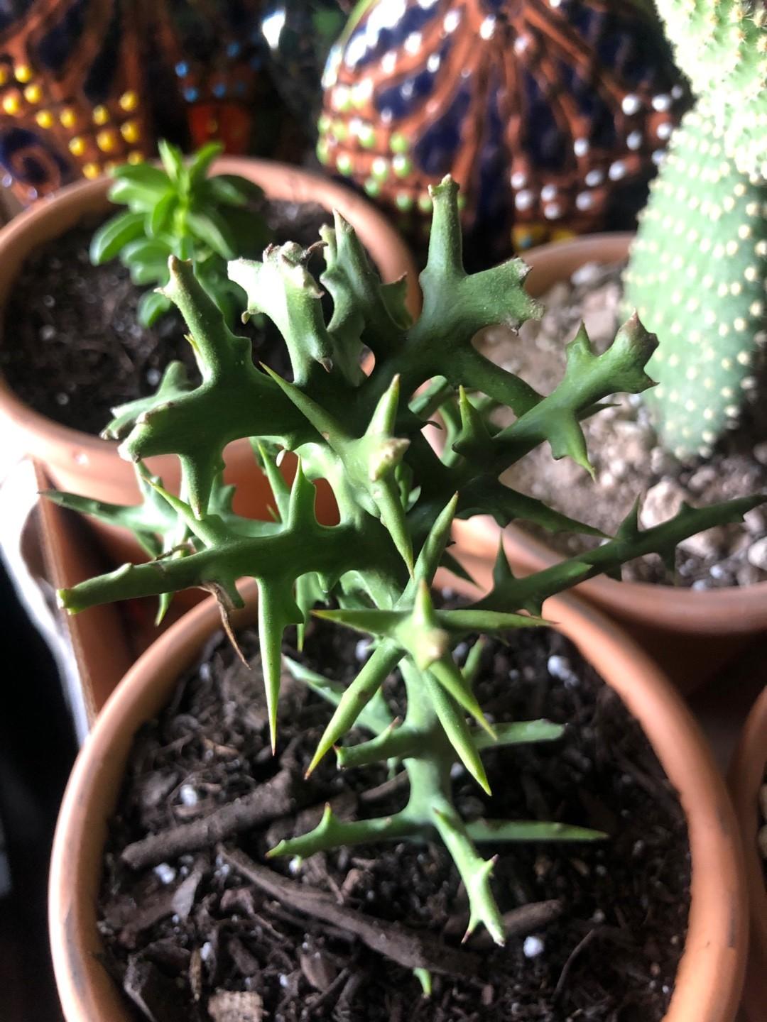 Euphorbia Stenoclada - View 18 from www redcrocus com