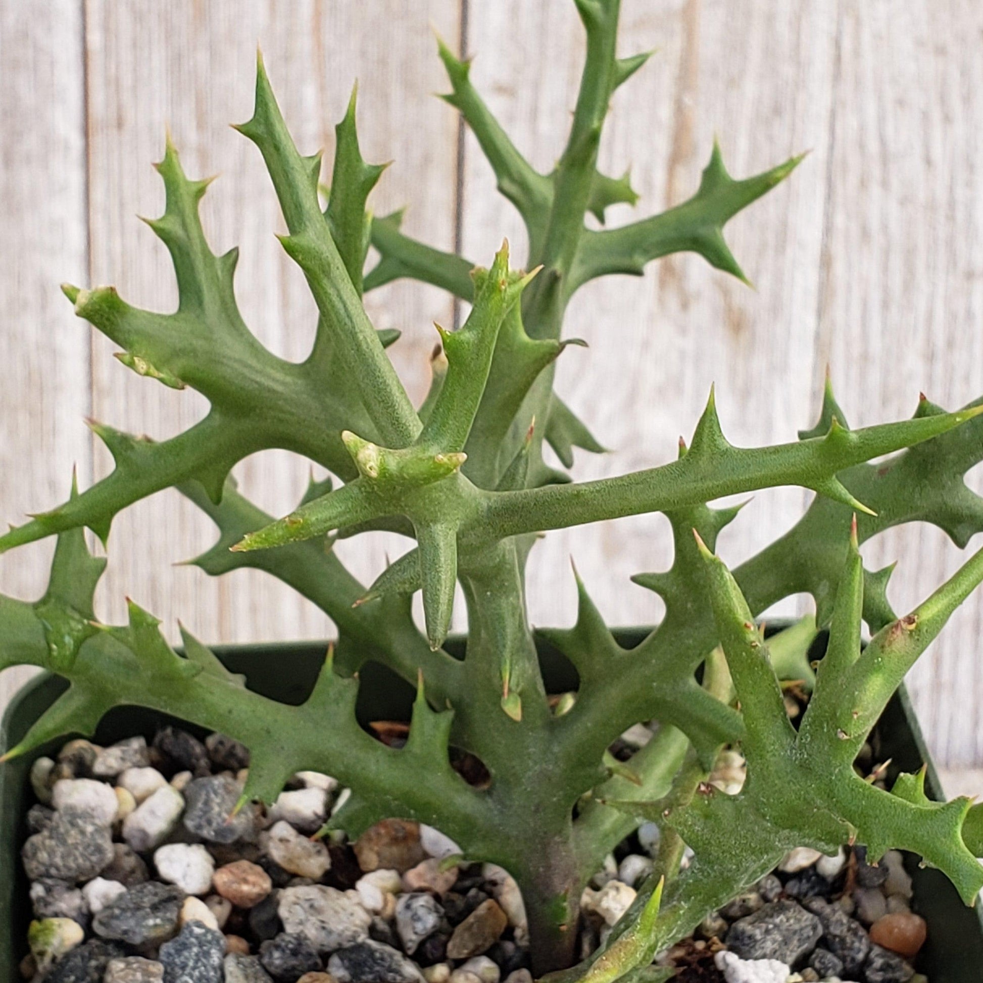 Euphorbia Stenoclada - View 1 from www redcrocus com