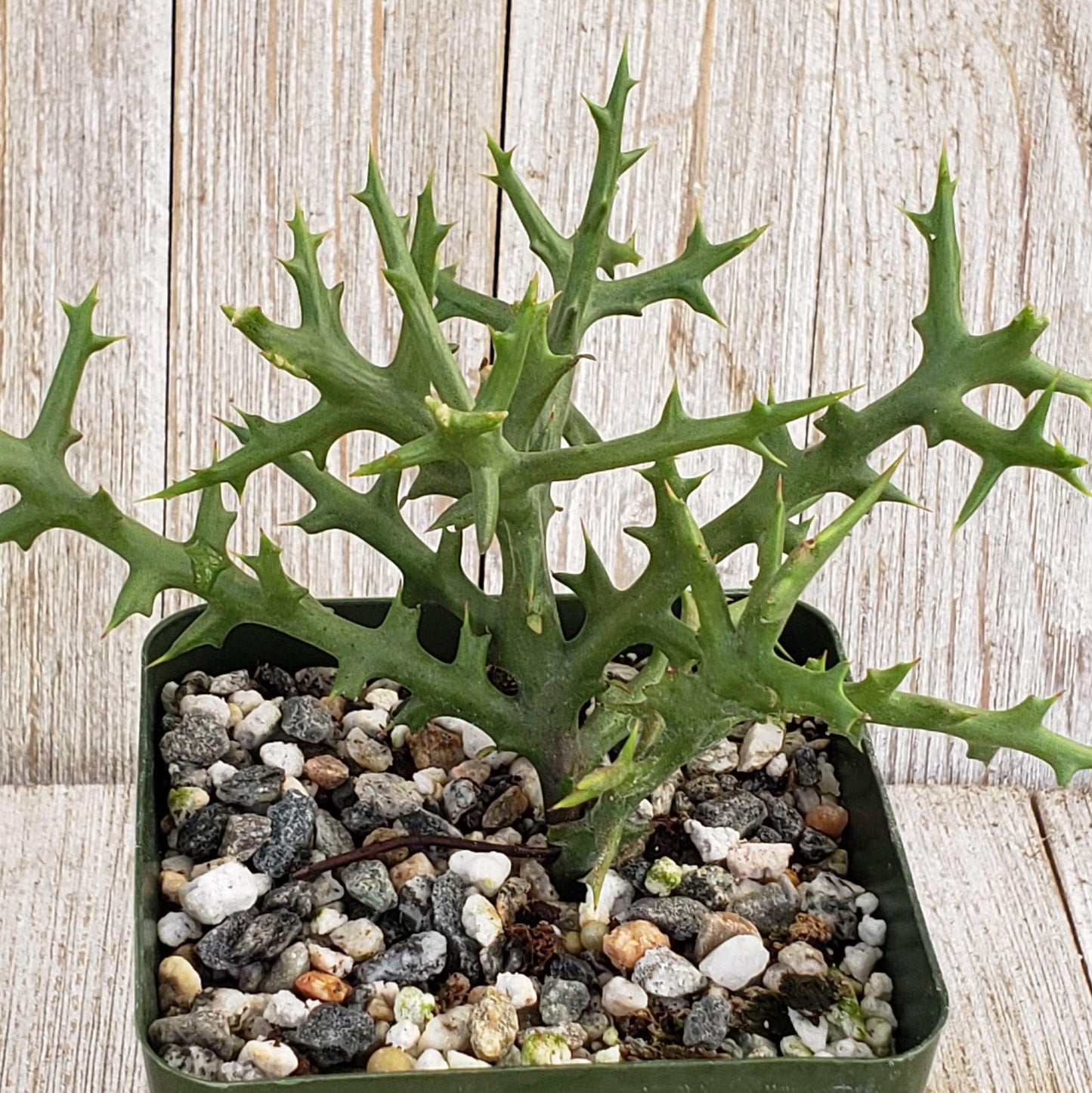 Euphorbia Stenoclada - View 2 from www redcrocus com