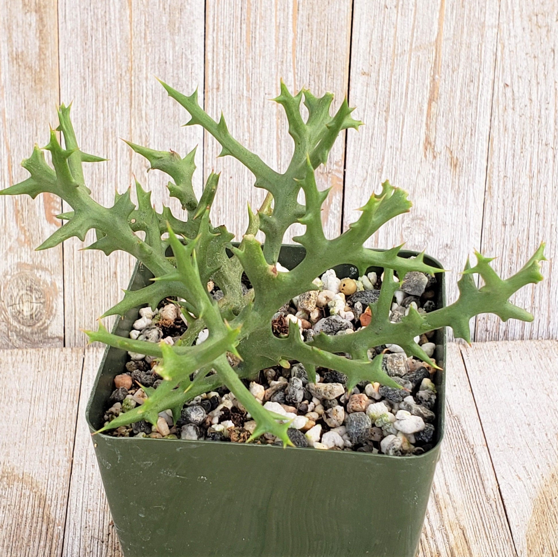 Euphorbia Stenoclada - View 4 from www redcrocus com