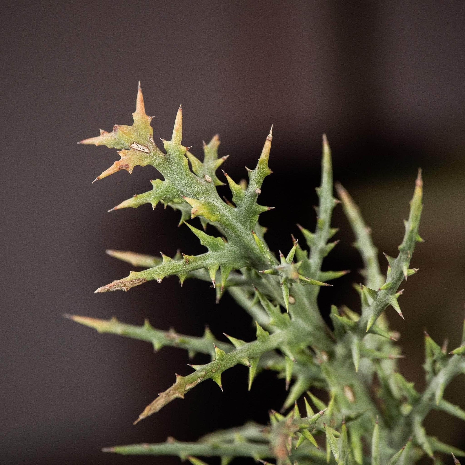 Euphorbia Stenoclada - View 5 from www redcrocus com