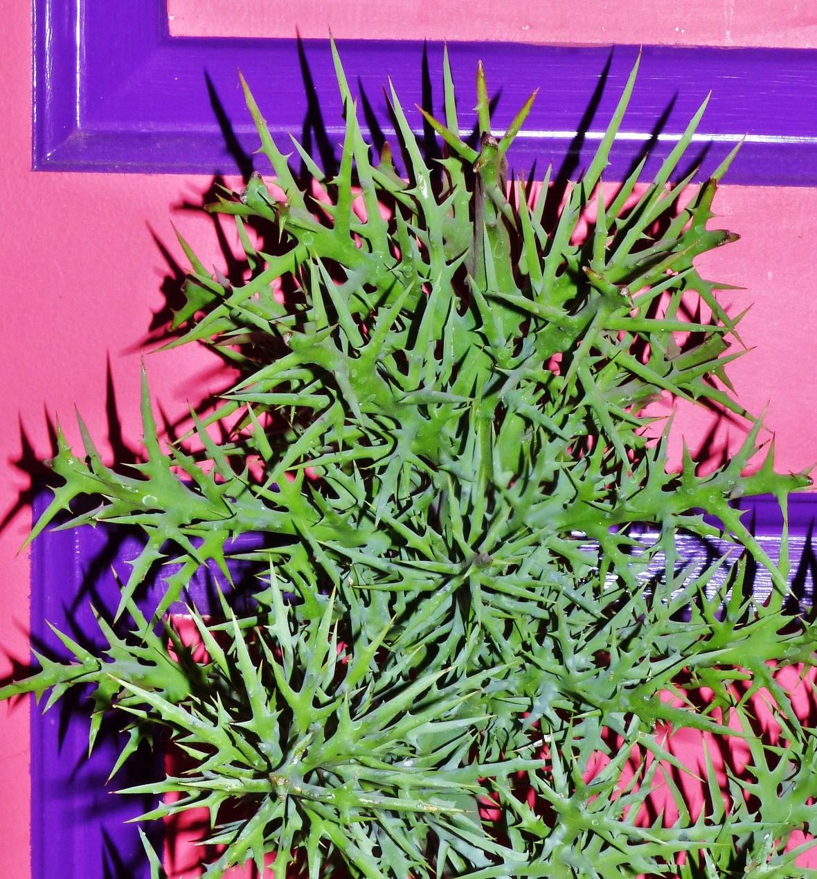 Euphorbia Stenoclada - View 6 from www redcrocus com